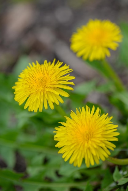 Un primer plano de dientes de león en un jardín.