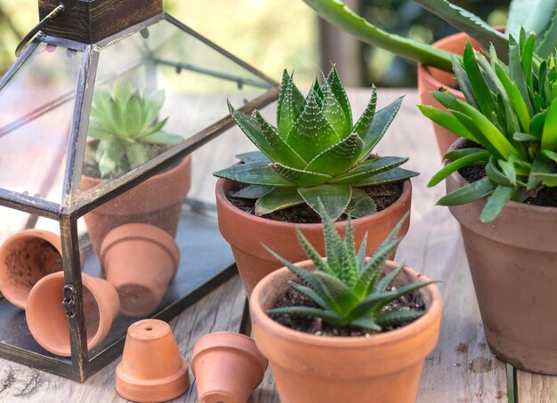 Foto primer plano de diferentes plantas suculentas en macetas con un mini invernadero en una mesa de madera