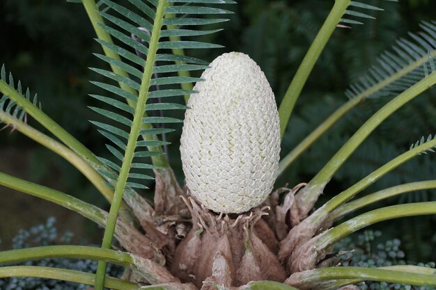 Un primer plano de Dioon Edule, una palmera de sago de México