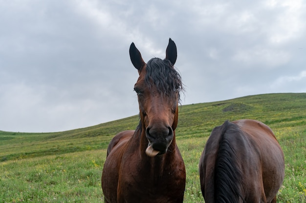 Primer plano divertido caballo bronceado con la boca llena de hierba y una expresión tonta en su rostro. Enfoque selectivo