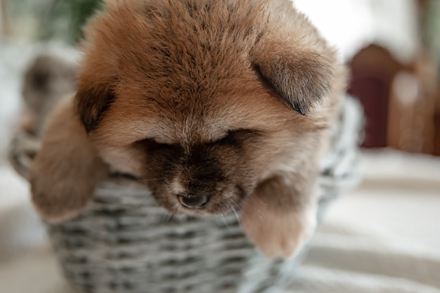 Primer plano de un divertido cachorro mullido descansando en una canasta.