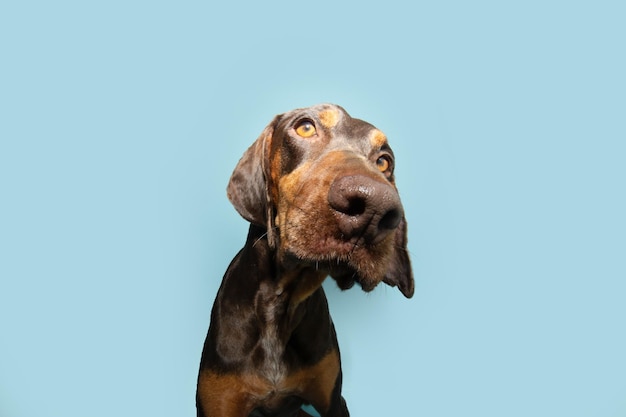 Primer plano doberman pinscher cachorro perro inclinando el lado de la cabeza aislado sobre fondo azul pastel