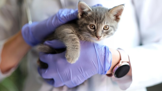 Primer plano de una doctora veterinaria sosteniendo un pequeño gatito en las manos examen médico de gato