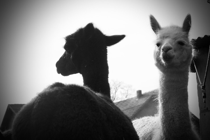 Foto primer plano de dos alpacas