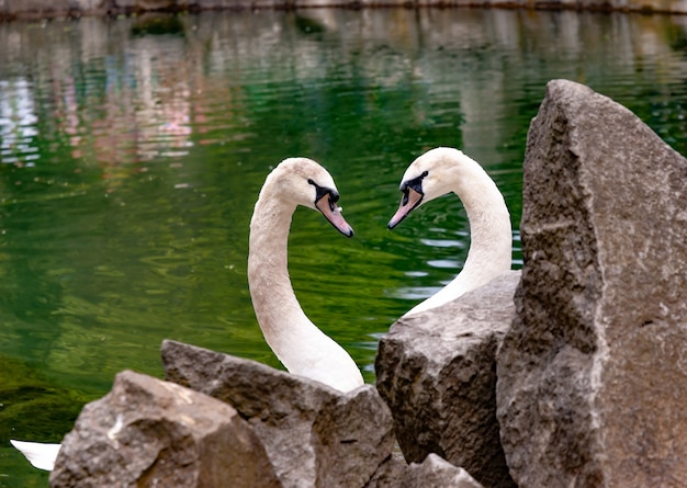 Primer plano dos cisnes enamorados se miran curvando el cuello en forma de corazón contra un estanque limpio rodeado de piedras.