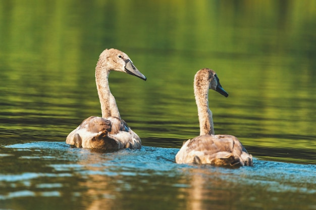 Primer plano de dos cisnes jóvenes (también conocidos como cygnets) nadando en el lago durante el verano.