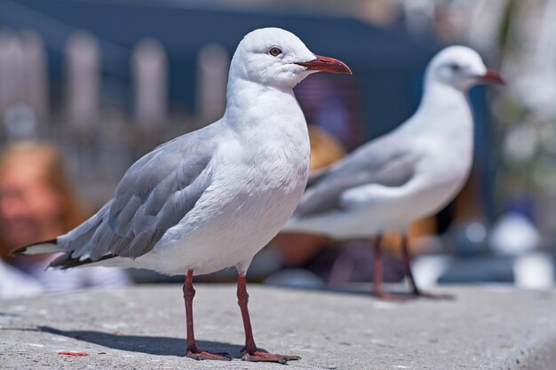 Primer plano de dos gaviotas en busca de lugares de anidación en una ciudad costera remota en el extranjero y en el extranjero Observación de aves fauna aviar migratoria curiosa y traviesa en busca de comida en un muelle del puerto