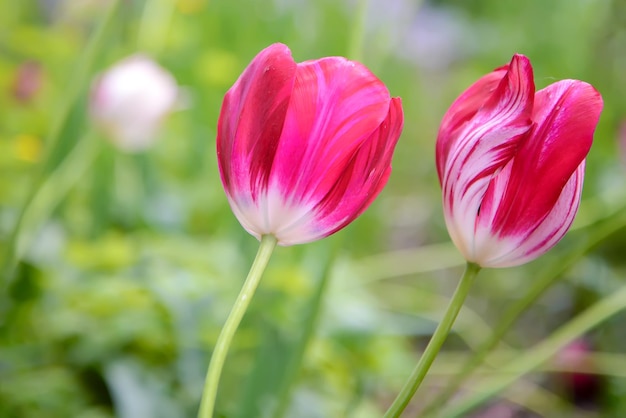 Foto primer plano de dos grandes tulipanes rosas