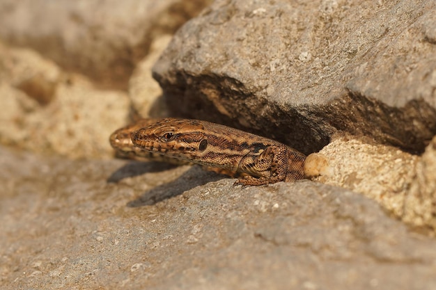 Foto primer plano de dos lagartos de pared europeos comunes podarcis muralis que salen del nido