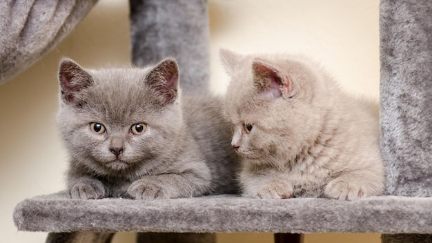 Primer plano de dos lindos gatitos británicos de pelo corto en un árbol de gatos grises