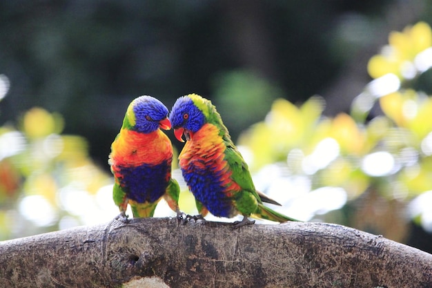 Primer plano de dos loros en su percha