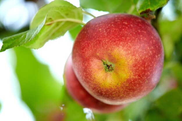 Primer plano de dos manzanas rojas que crecen en una rama de manzano en una granja de huerta sostenible en un campo remoto con fondo bokeh Cultivo de frutas frescas y saludables para la nutrición de exportación vitaminas