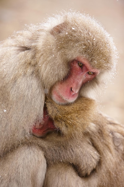 Primer plano de dos monos de nieve macacos japoneses Macaca fuscata acurrucados juntos