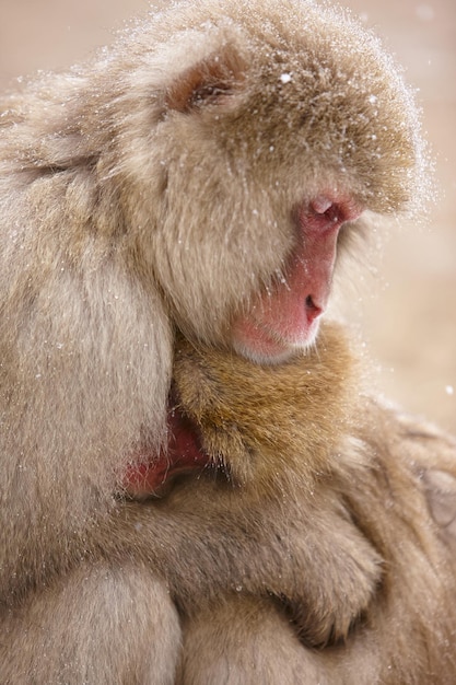 Primer plano de dos monos de nieve macacos japoneses Macaca fuscata acurrucados juntos