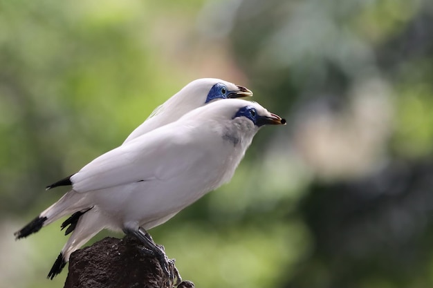 Primer plano de dos pájaros blancos en el árbol Jalak Bali pájaro en la rama Primer plano del pájaro Jalak Bali