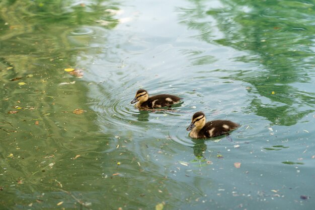 Primer plano de dos pequeños patos lindos nadando en el lago Bled, Eslovenia durante el día