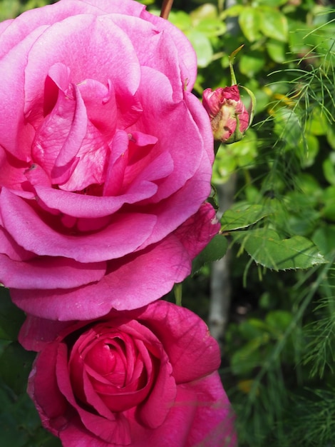 Foto un primer plano de dos rosas rosadas con la palabra rosa.