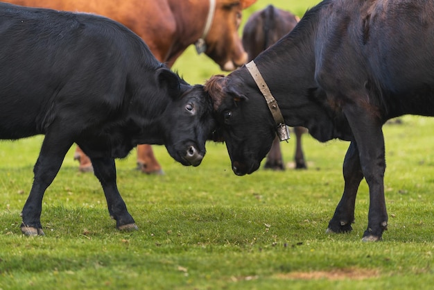 Primer plano de dos terneros jugando cabezazos entre sí en medio de un prado verde en libertad