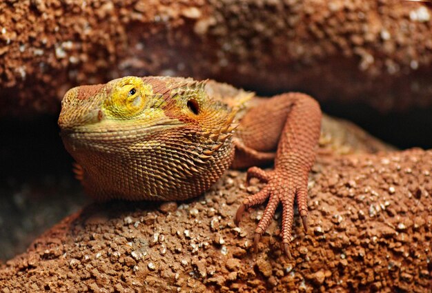 Foto primer plano de un dragón barbudo en una roca