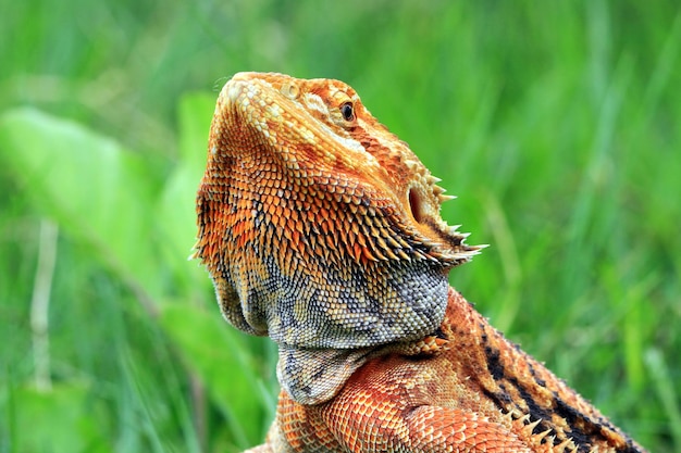 Primer plano de dragón barbudo rojo Het Hypo