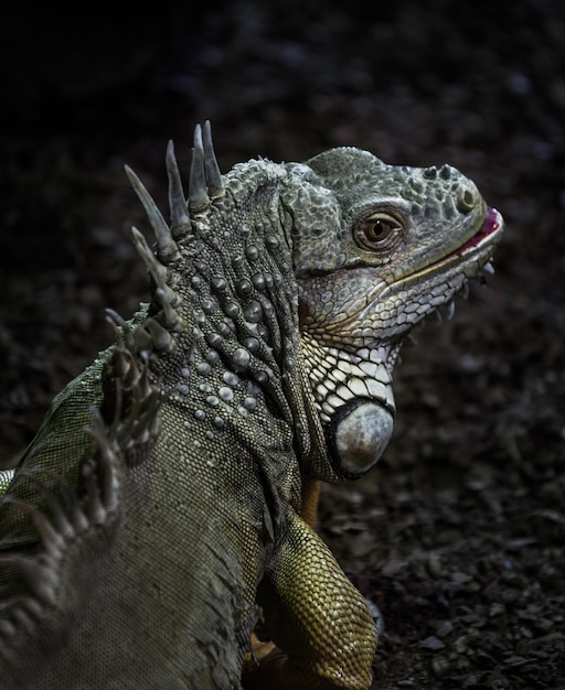 Foto primer plano del dragón barbudo