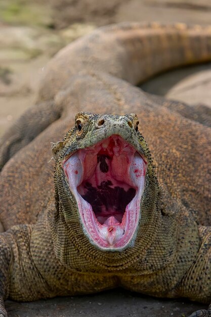 Primer plano del dragón comodo en la rinca floras