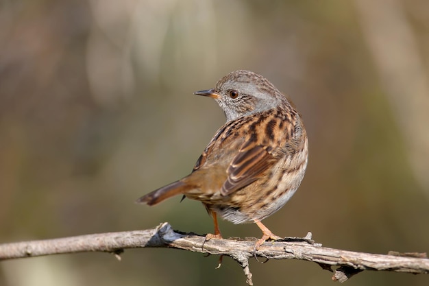 Primer plano de un dunnock (Prunella modularis) en plumaje de invierno, fotografiado en su hábitat natural de arbustos densos y contra un fondo bellamente borroso.