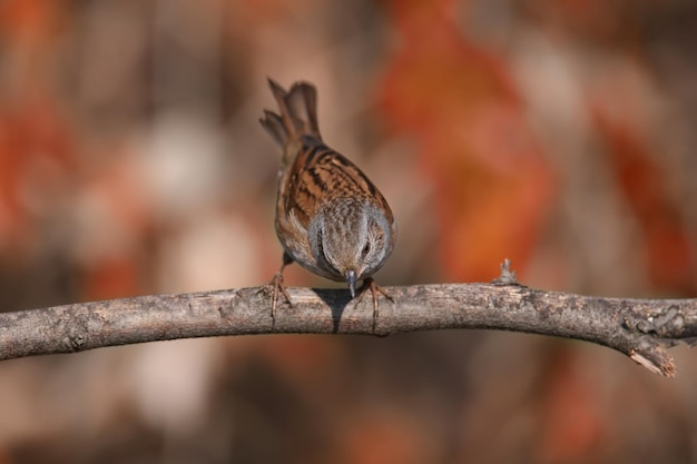 Primer plano de un dunnock (Prunella modularis) en plumaje de invierno, fotografiado en su hábitat natural de arbustos densos y contra un fondo bellamente borroso.