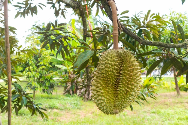 Primer plano de durian en el árbol en Tailandia