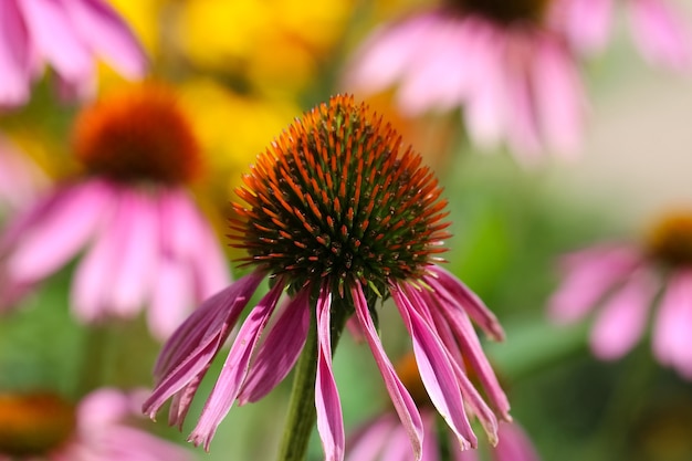 Foto primer plano de echinacea purpurea flores sobre un fondo verde jardín borroso natural