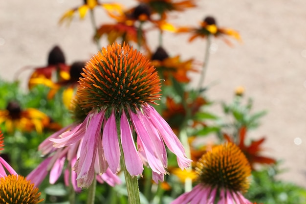 Primer plano de Echinacea purpurea flores sobre un fondo verde jardín borroso natural