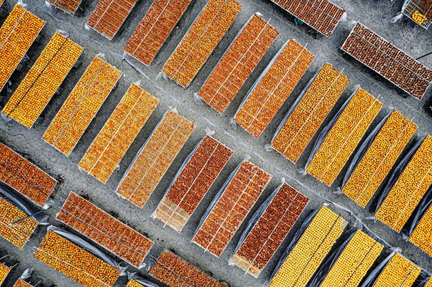 Foto primer plano de la elaboración de los persimones secos procesamiento de los frutos secos del persimón secos al sol