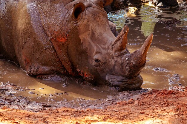 Primer plano de un elefante en el agua