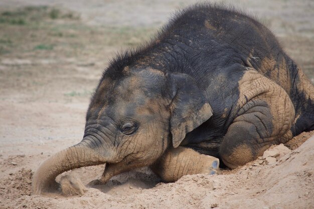 Foto primer plano de un elefante en la arena