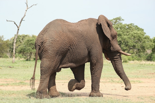 Primer plano de un elefante en un campo bajo la luz del sol con una escena borrosa