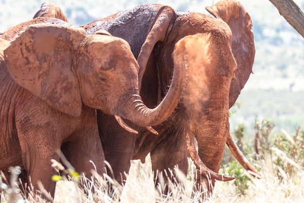 Primer plano de un elefante en el campo