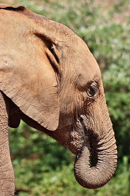 Foto primer plano de un elefante contra los árboles