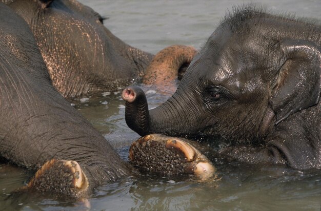 Primer plano de un elefante en un lago en el zoológico