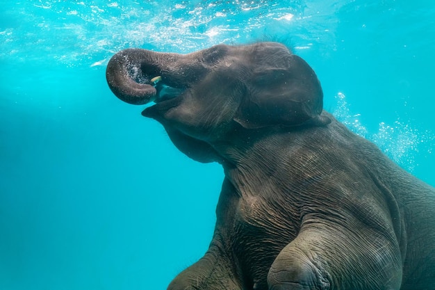 Primer plano de un elefante nadando en el mar