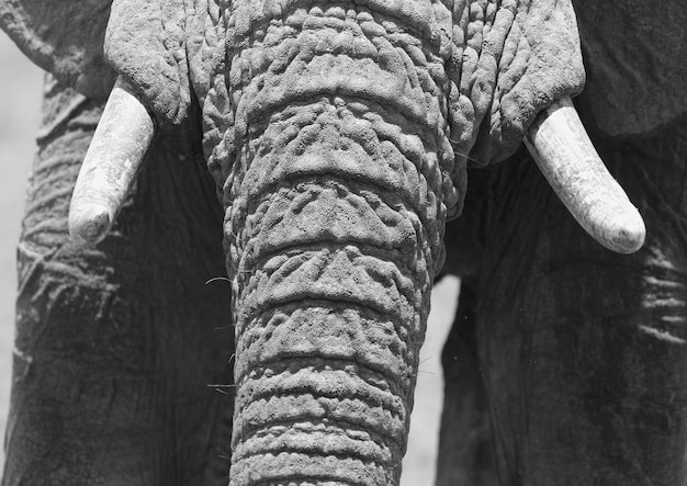 Primer plano de un elefante de pie en el campo