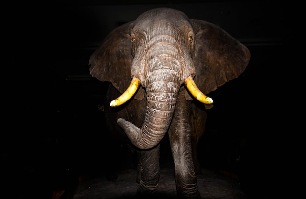 Primer plano de un elefante sobre un fondo negro