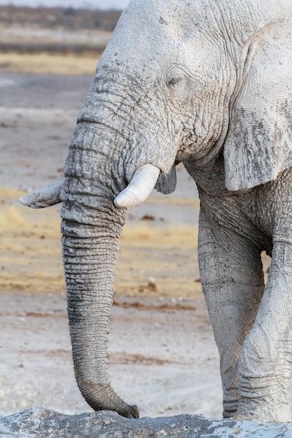 Foto primer plano de un elefante en tierra