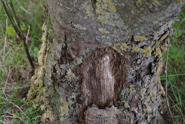 Primer plano de un elefante en el tronco de un árbol en el bosque