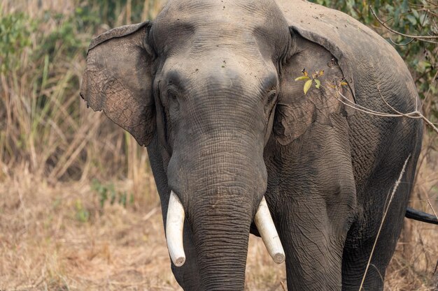 Un primer plano de un elefante