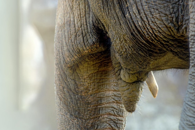 Foto un primer plano de un elefante