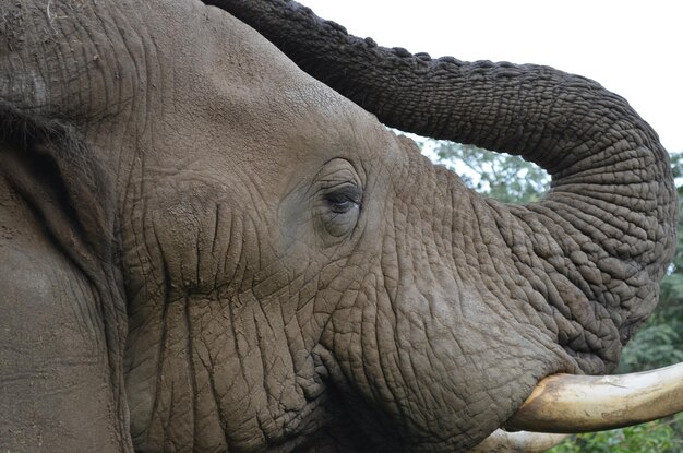 Foto un primer plano de un elefante