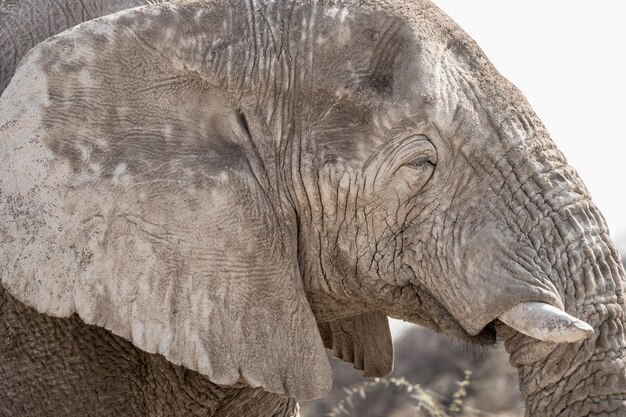 Foto un primer plano de un elefante