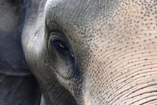 Foto un primer plano de un elefante