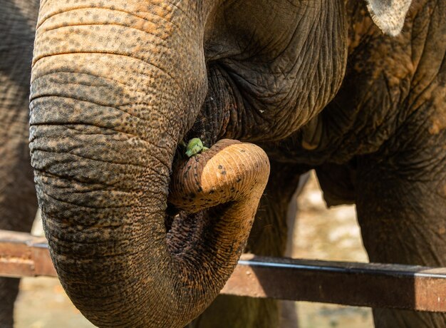 Foto un primer plano de un elefante
