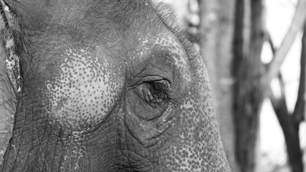 Foto un primer plano de un elefante